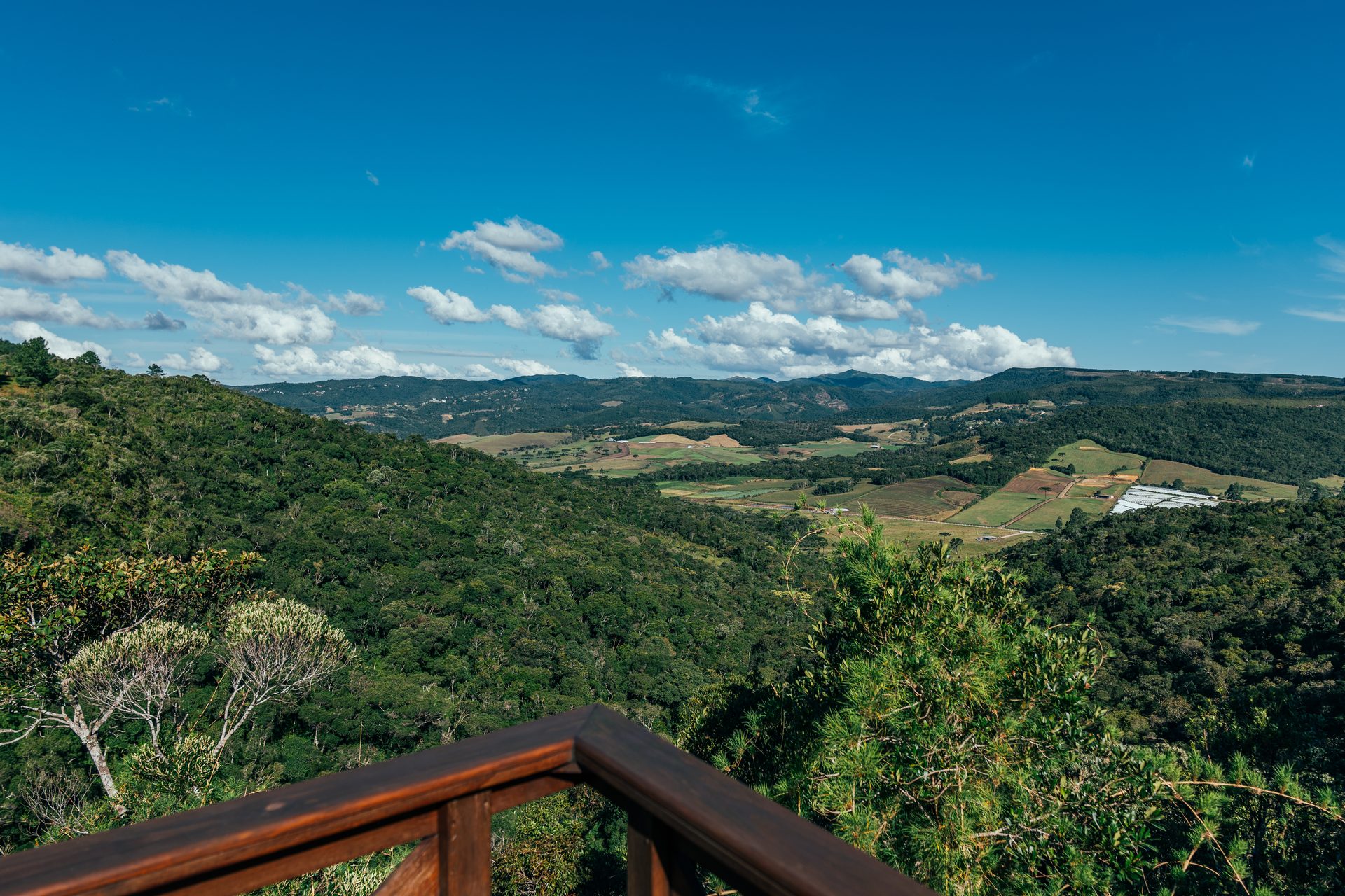 Arranjo com Flores Naturais Nobres